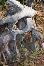 I was fasicnated with this stump, the contrasts between the bleached colors and the gnarled structure of this stump