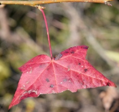 Macro shot, a torn maple leave in brillant red colors shows one of the simple truths about photographing mother nature, the best subjects are often the imperfect ones.