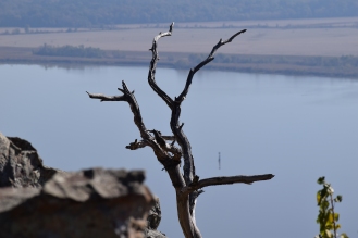 The 'bones' of this tree seem right at home among the rocks. Stout's Point, Arkansas River in the background